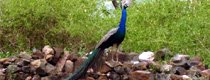 Bangalore Mysore Ooty Tour Package