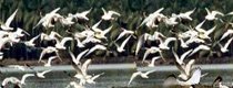Kumarakom Houseboat Package